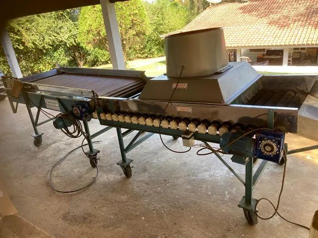 Selecionadora de tomates Cabrini - Foto 4