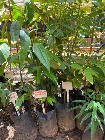 Mudas de Nativas do Cerrado, Frutíferas e Raras - Foto 2