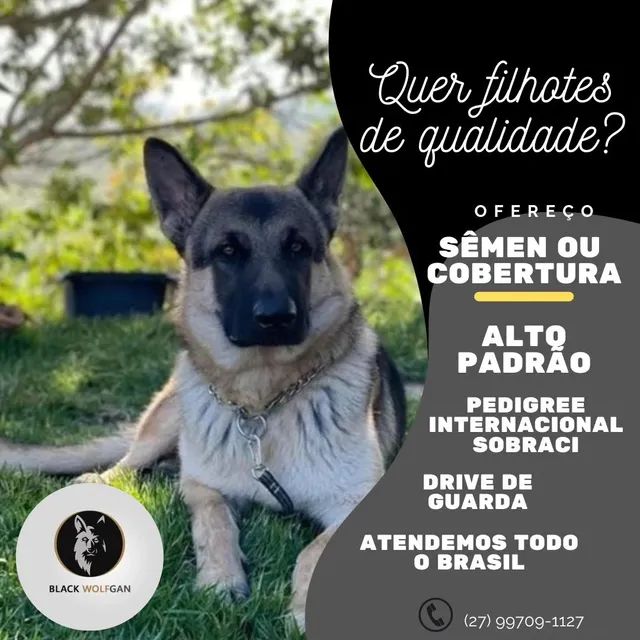 Pastor alemao cruzar  +4 anúncios na OLX Brasil