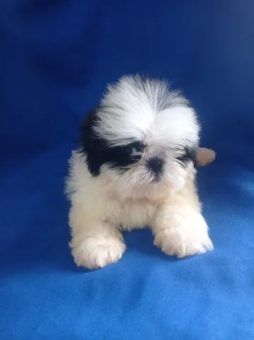 shihtzu - Foto 2
