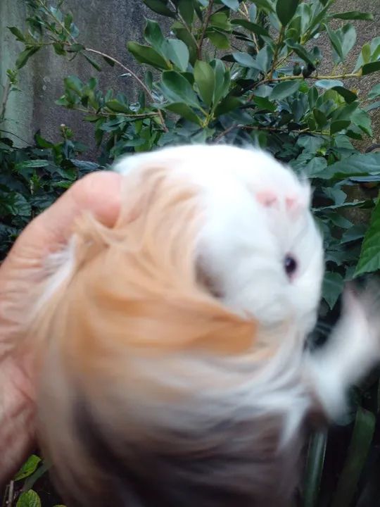 Porquinho da India, Inglês misto Sheltie, Macho - Foto 2