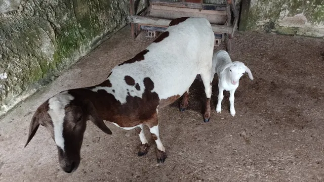 carneiros e ovinos