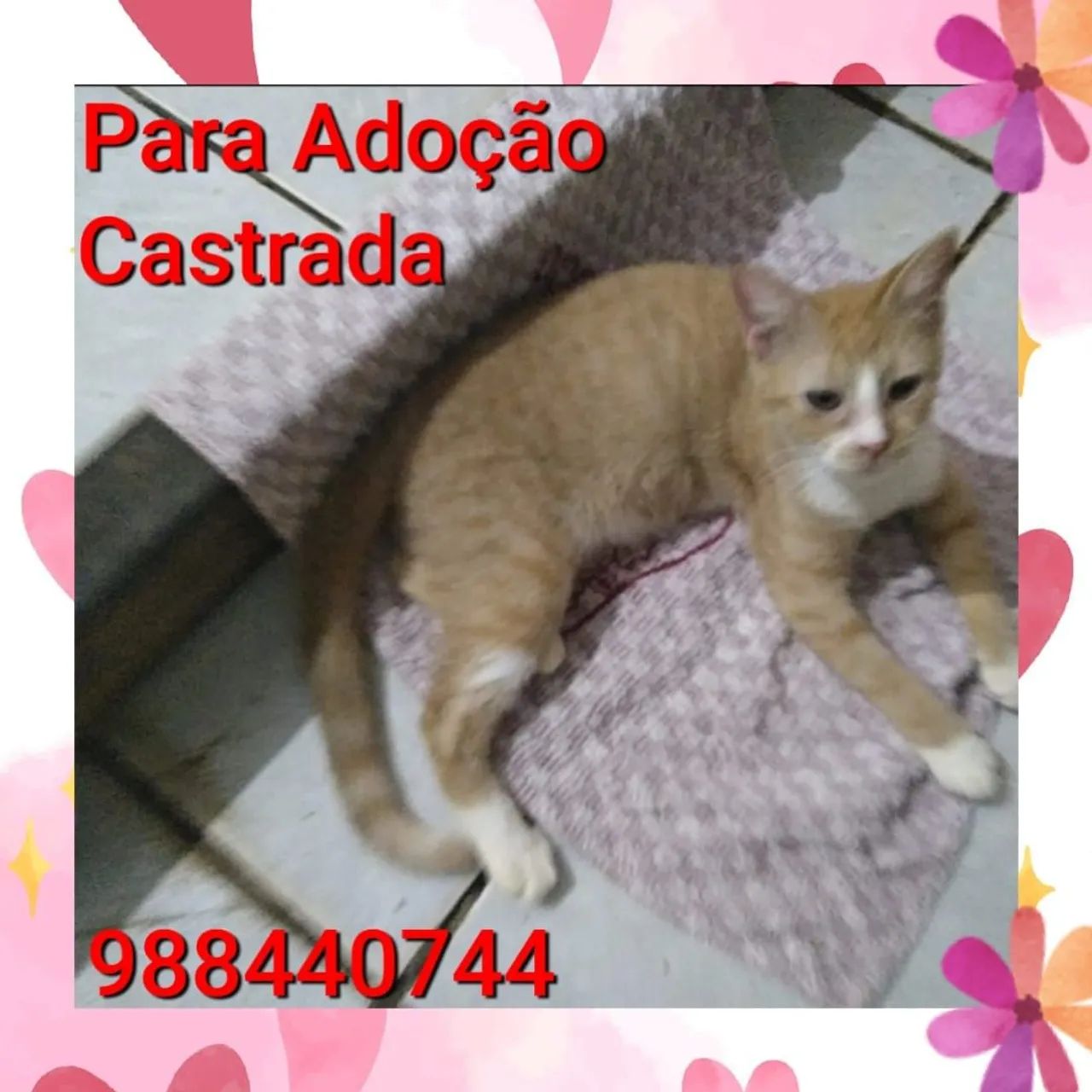 Castrada pronta para adoção  - Foto 2