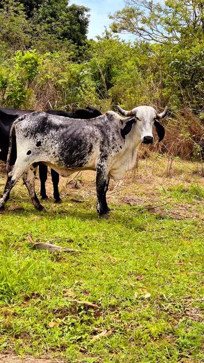 Vende-se vacas leiteiras mojada - Foto 4