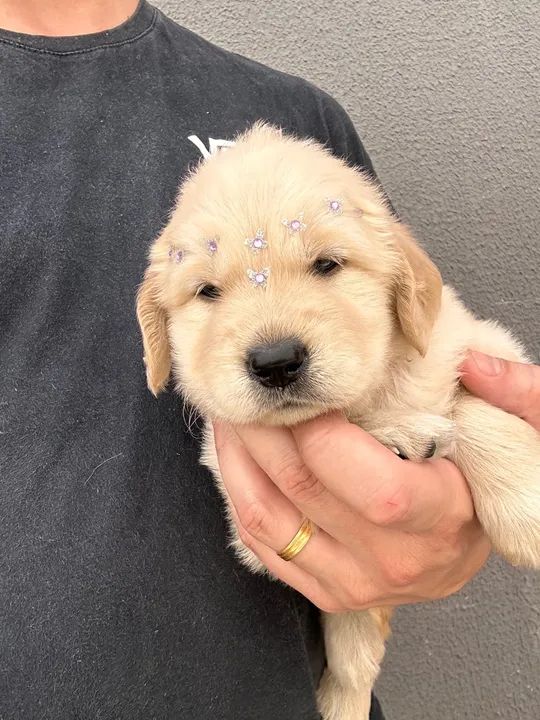 Filhote Golden Retriever - Foto 3