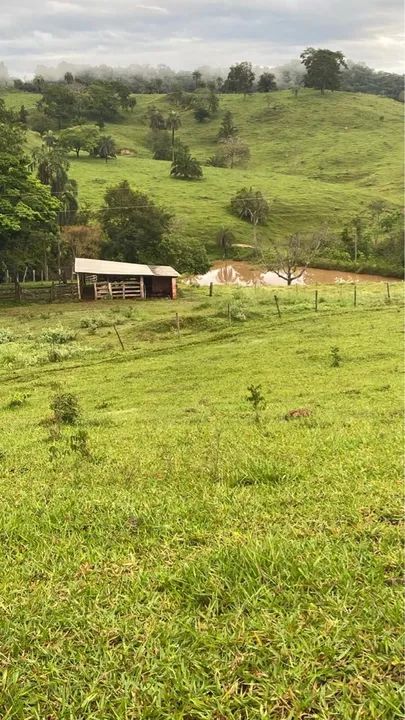 foto - Goiânia - Floresta