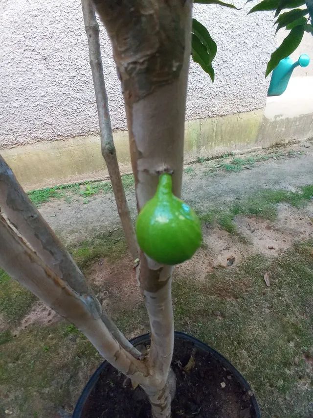 Jabuticaba branca..... - Foto 5