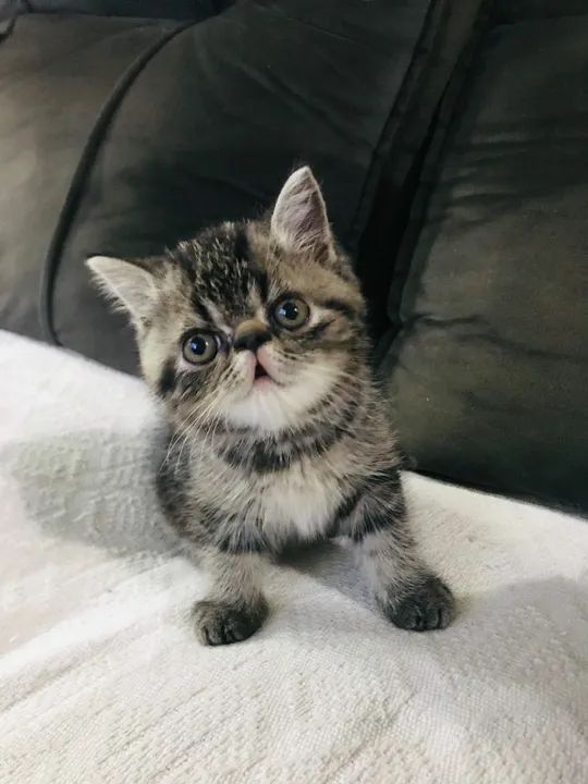 Filhote persa exótico disponível 