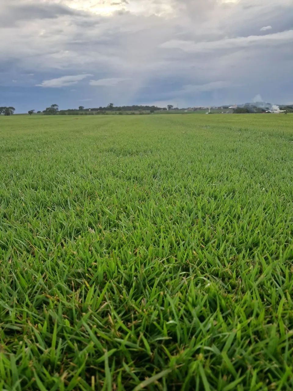 Gramas Esmeralda imperial