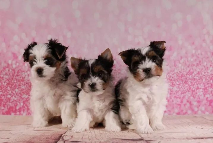 Biewer terrier macho micro tricolor com pedigree!!