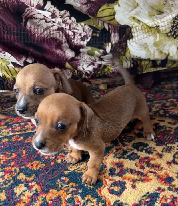 Lindos filhotes de Dachshund - Foto 5