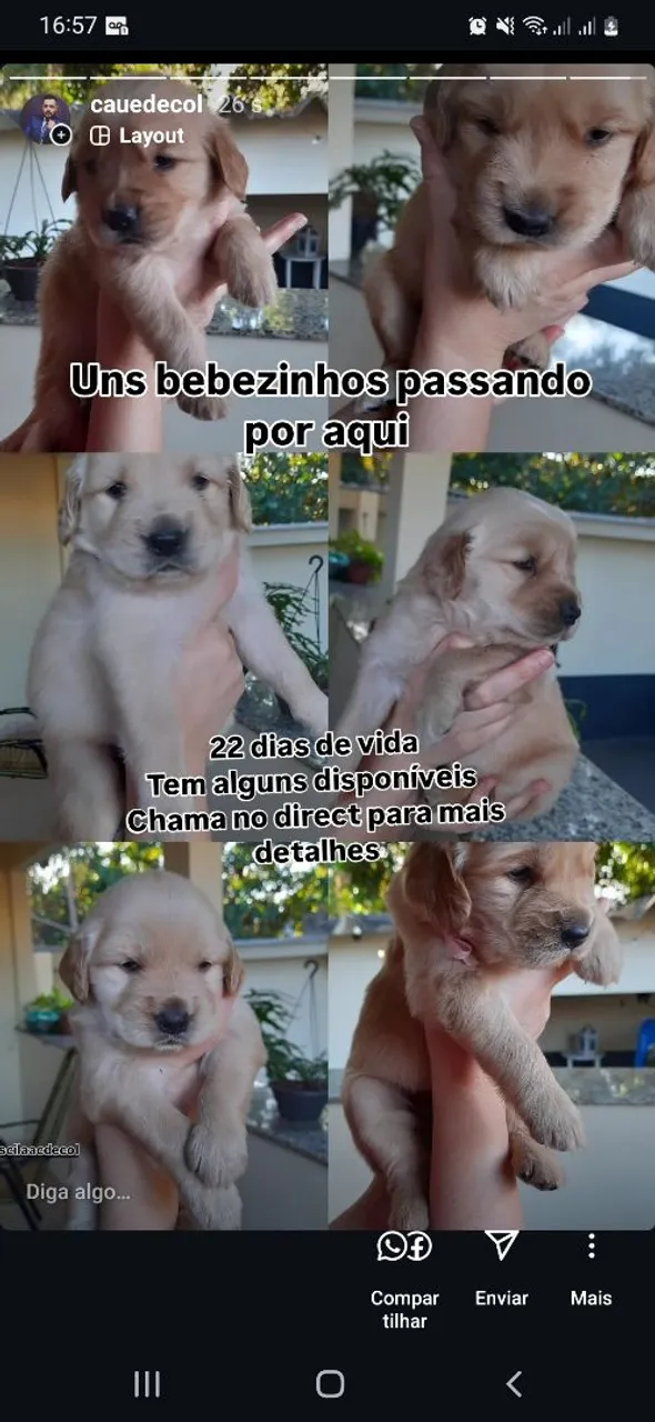 Filhotes Golden Retriever