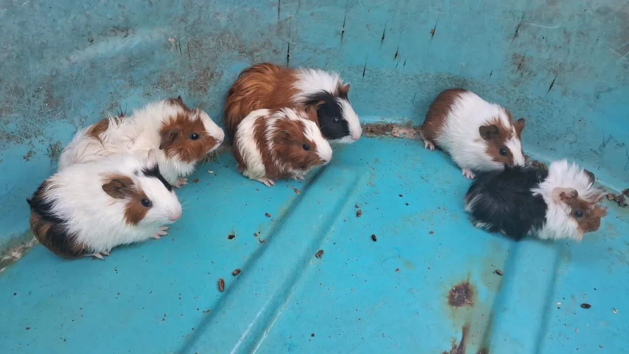 Porquinho da índia, ( filhotes) - Foto 3