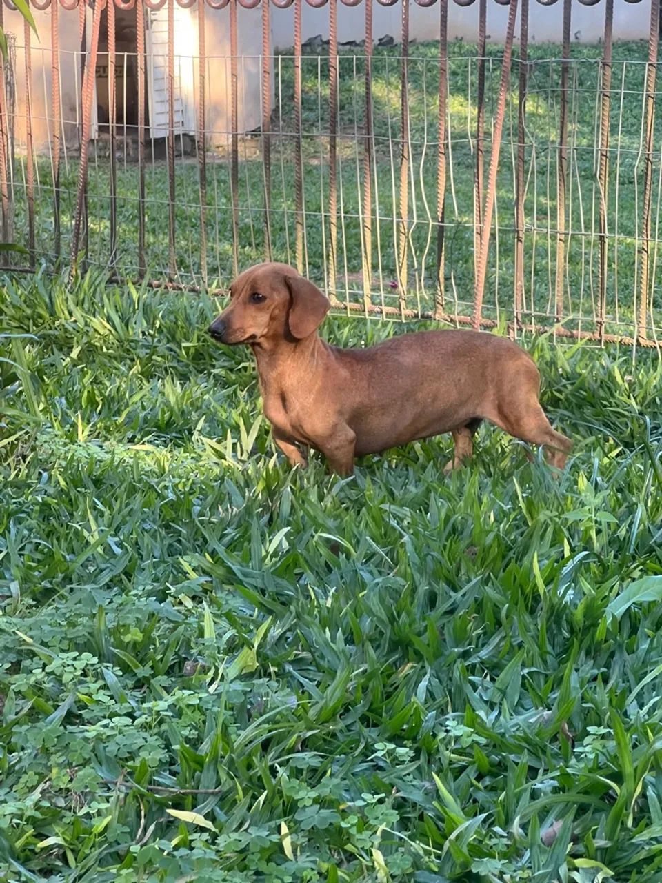 DACHSHUND FÊMEA ANÃ/KANINCHEN COM PROCEDÊNCIA  - Foto 2