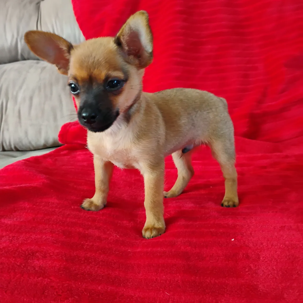 "vendas de cachorros pinscher" - Cachorros no Brasil