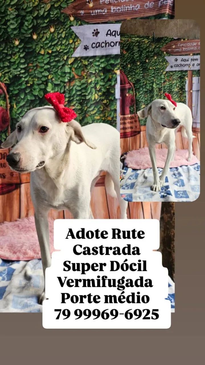 Fêmea e macho, disponível para adoção! - Foto 4