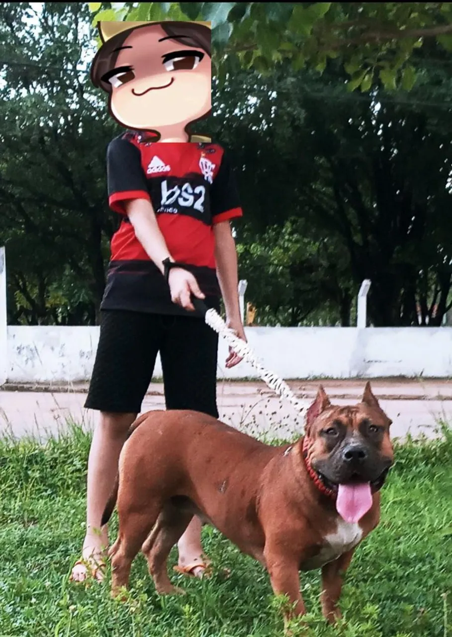 Pitbull Brown Para Adoção
