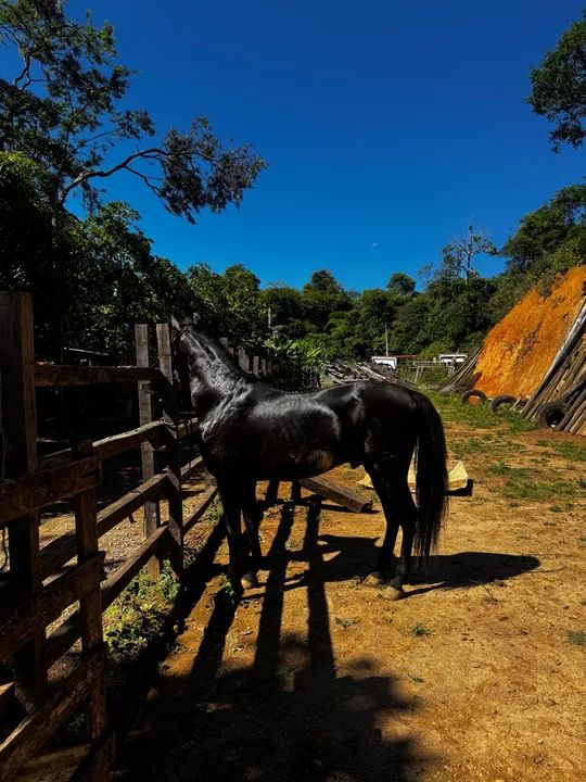 Cavalo mangalarga - Foto 3