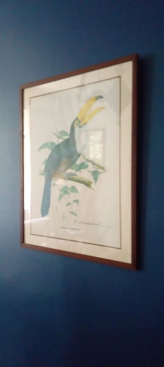 Quadro tucano - Foto 3