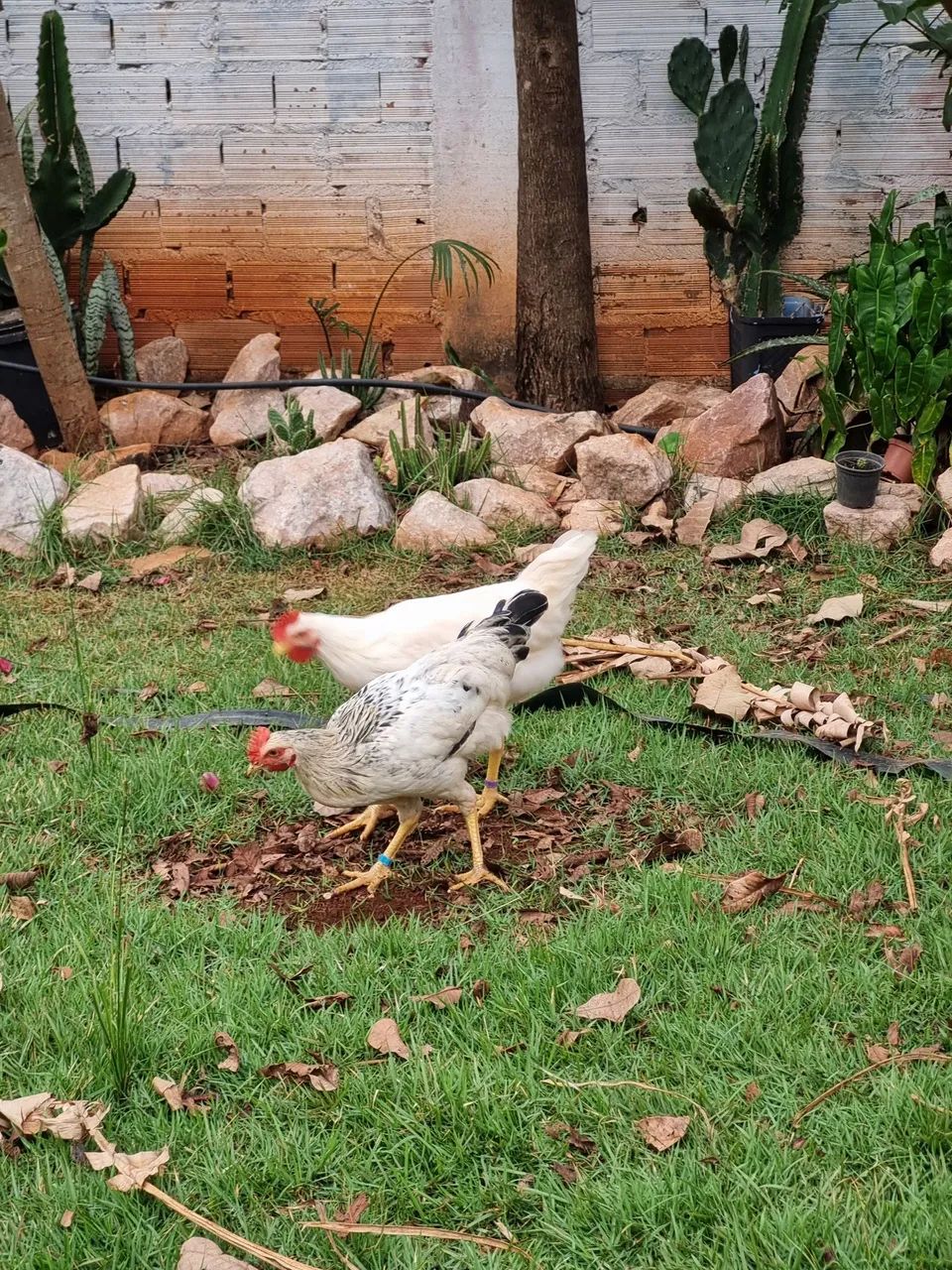 ? Lote de Aves Diversificado - Galinhas, Frangos, Galo e Pintinhos (Desconto no Lote)<br> - Foto 3