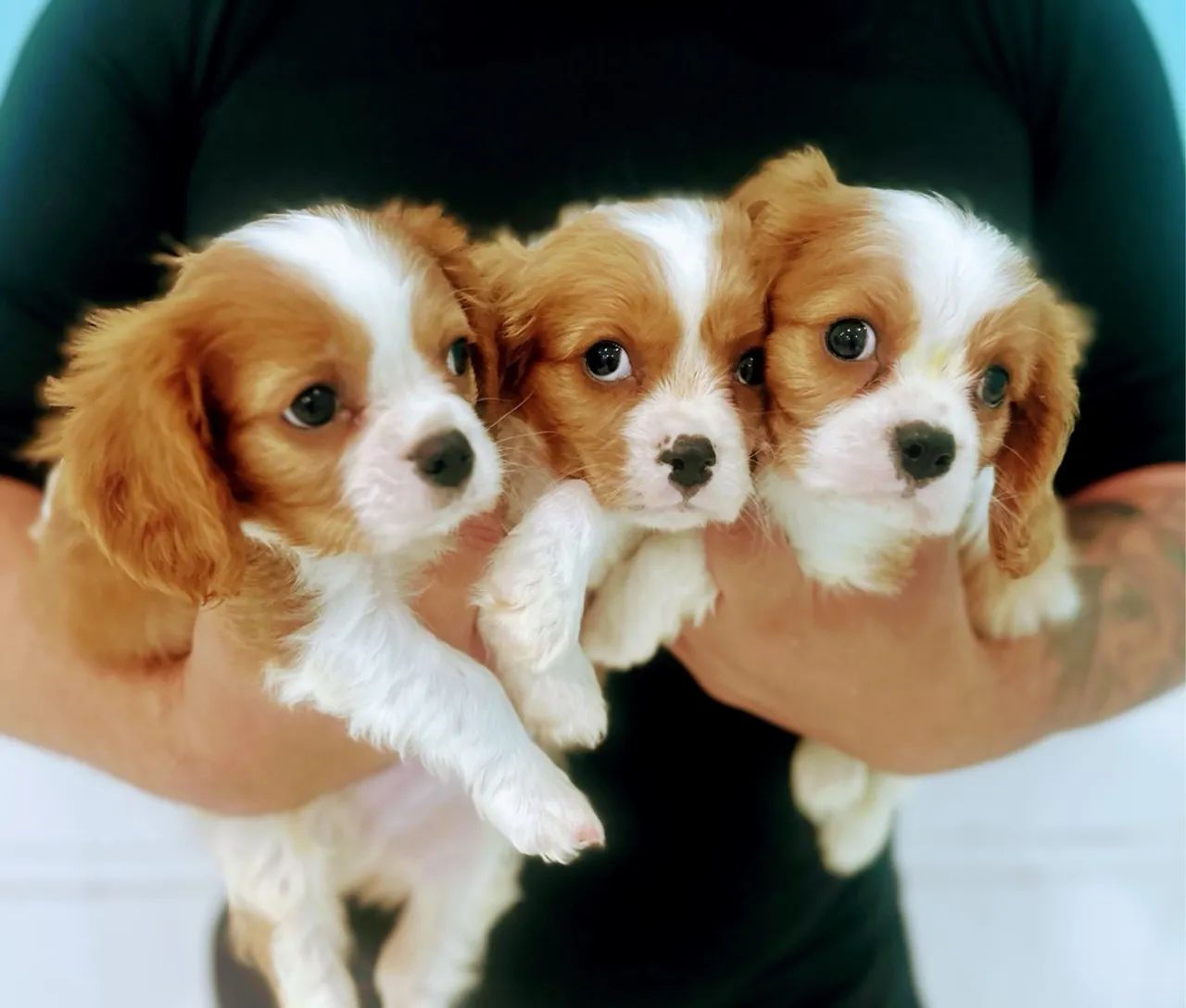 Cavalier King Charles Spaniel - Foto 3