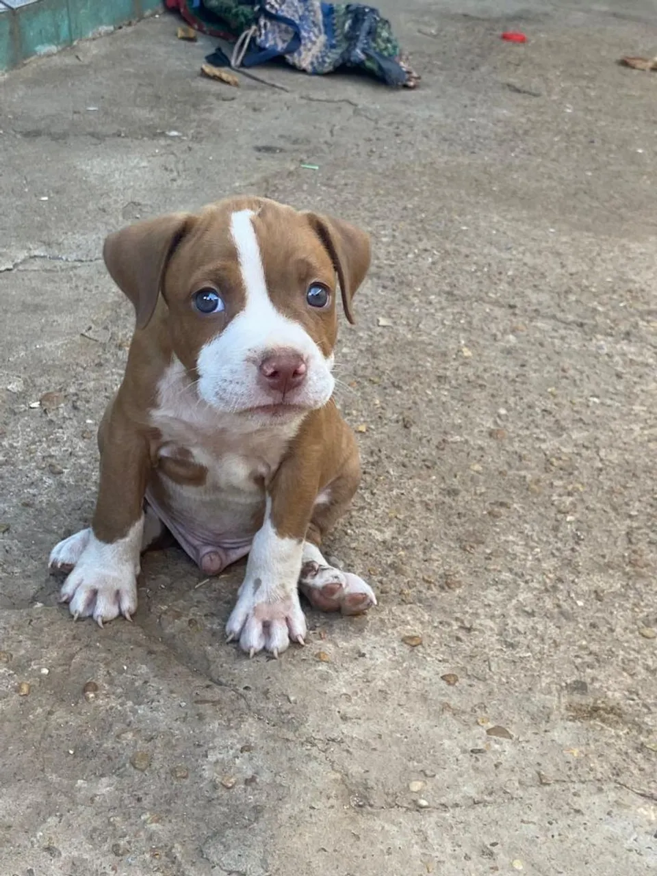 Filhote de Pit Bull