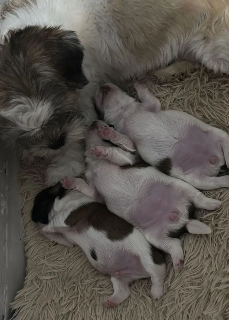 Filhotes Shih Tzu - Foto 3