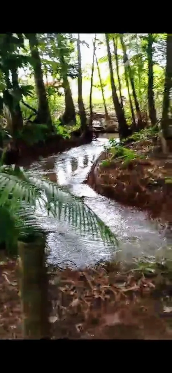 Lote de terra com igarapé no Tauá