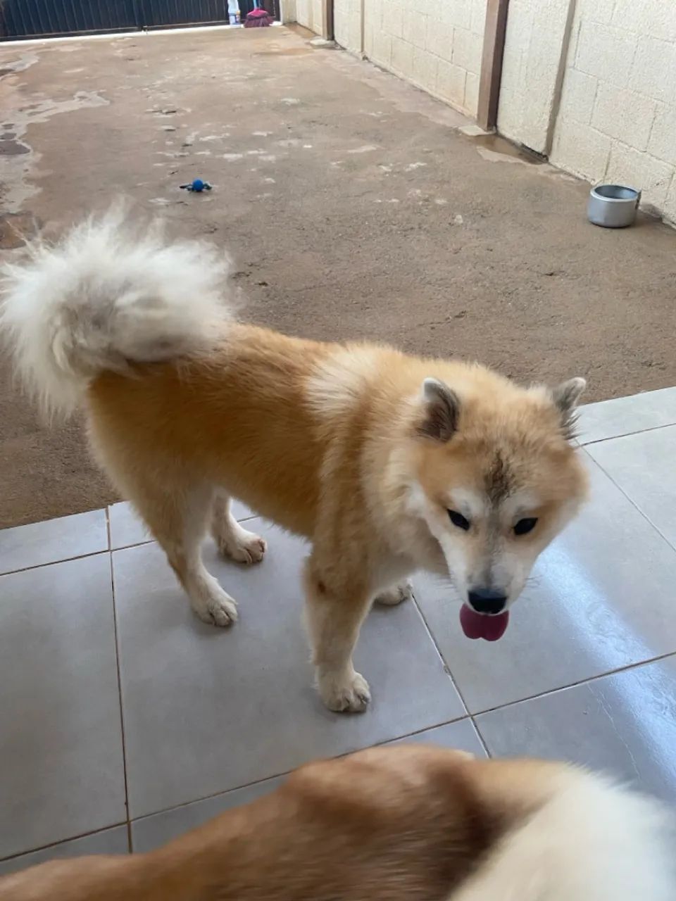 Filhote de Akita Inu