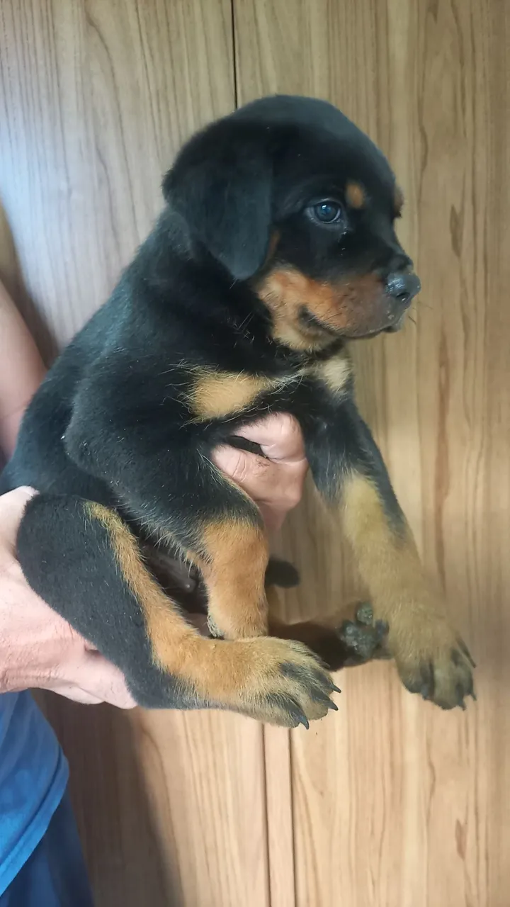 Rottweiler femea