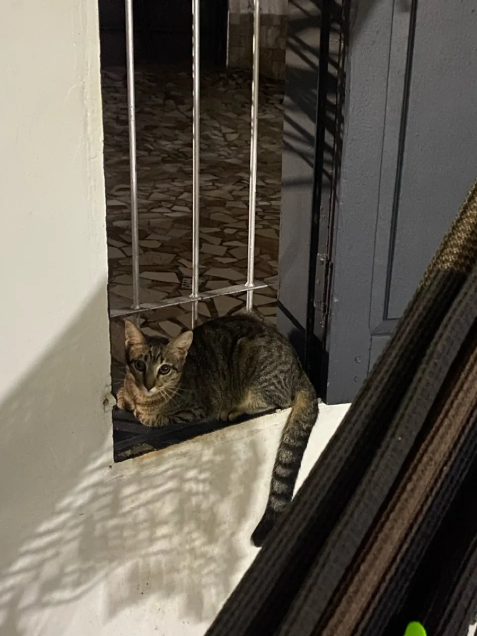 Gatinha disponível para adoção
