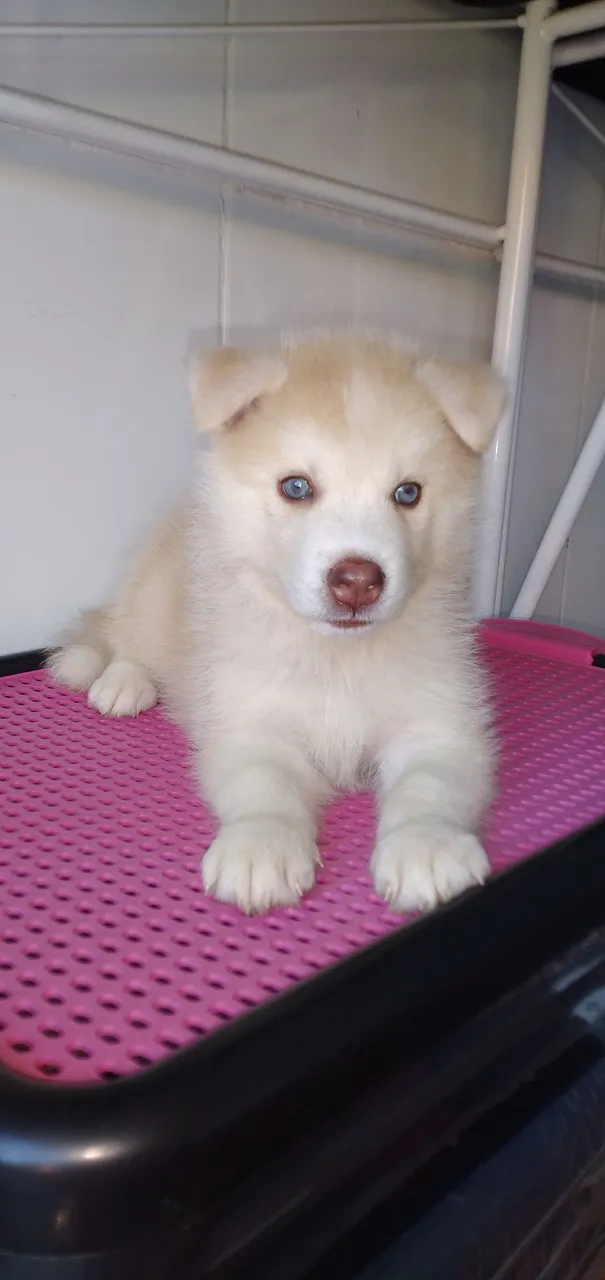 Filhote Husky Siberiano