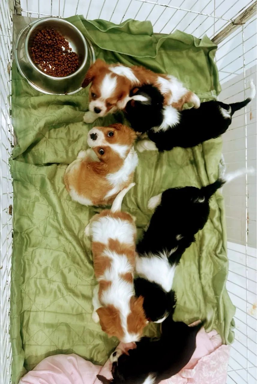 Cavalier King Charles Spaniel