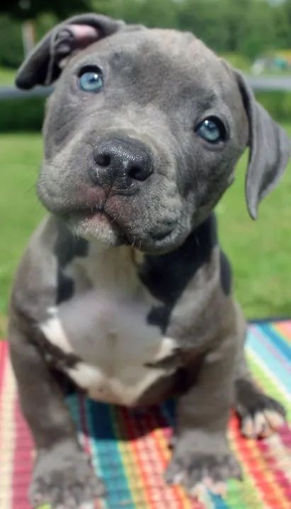 American Bully Filhotes Fofos na Cor Cinza - Foto 2