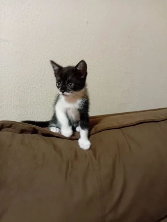 Gatinhos pra adoção responsável  - Foto 2