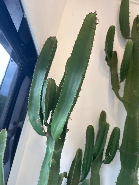 Cacto para decoração - Foto 2