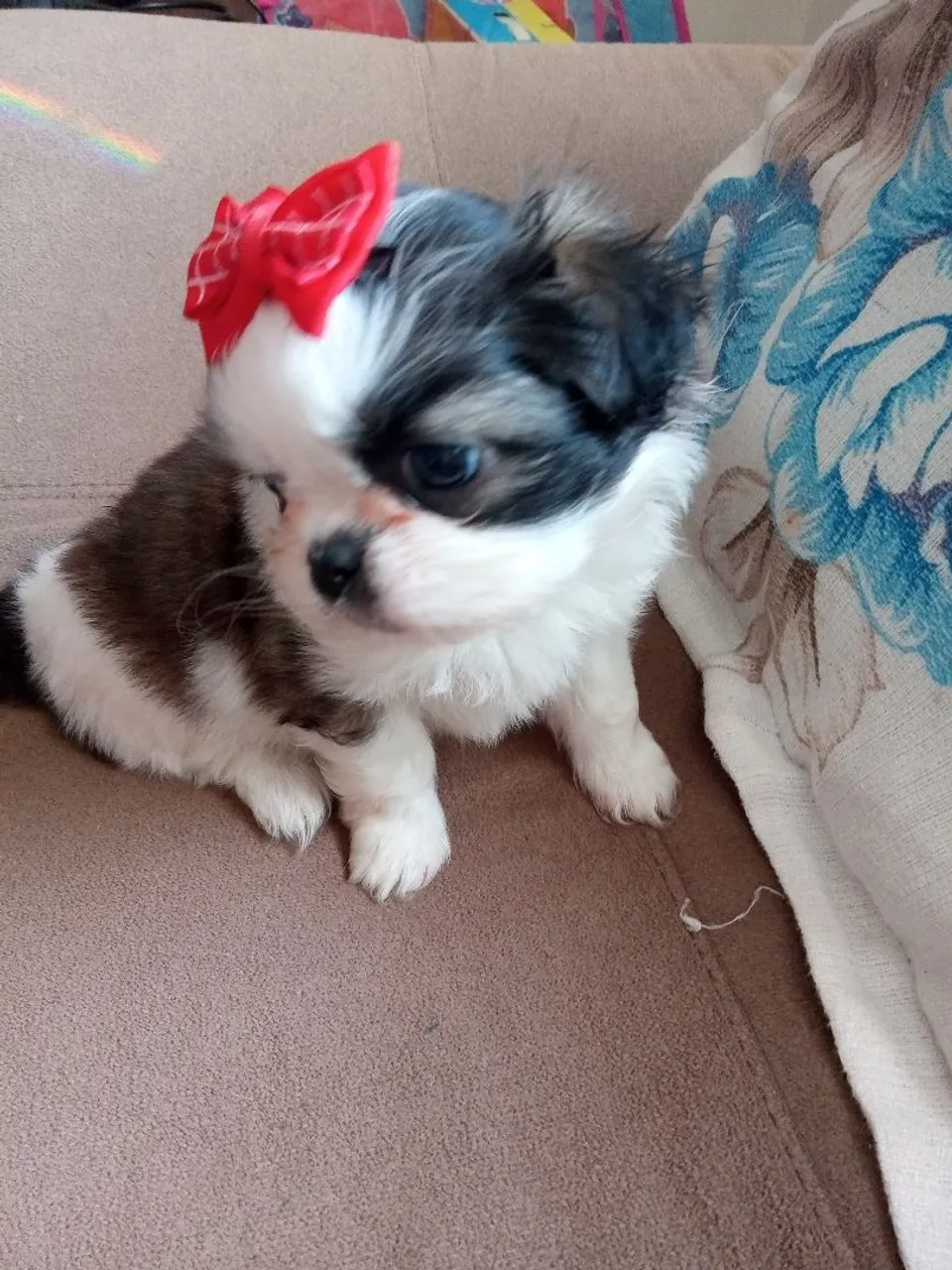 Filhote Shih Tzu fêmea com lacinho
