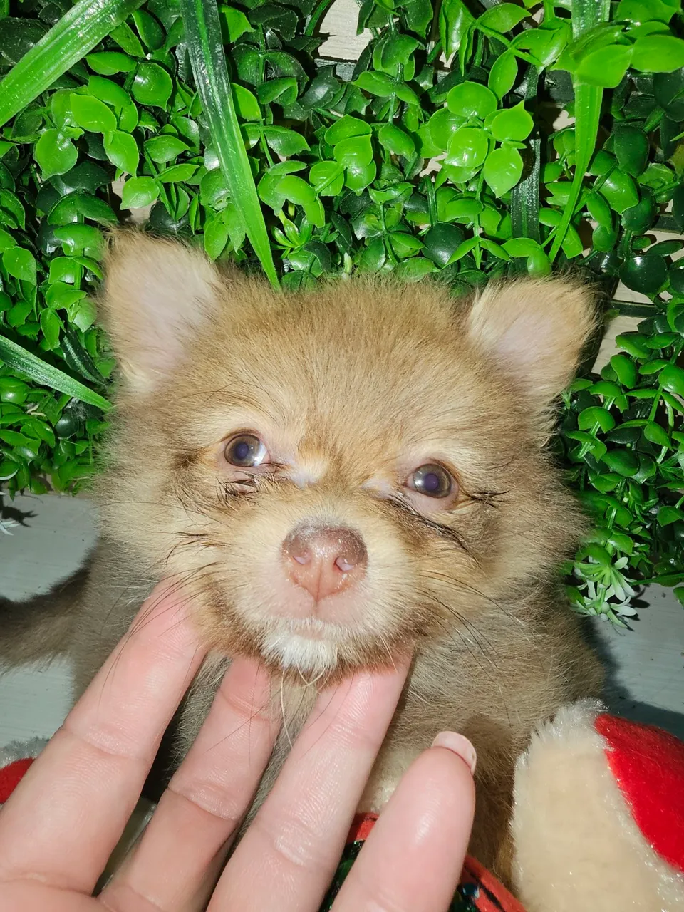 Filhote de Spitz Alemão Macho