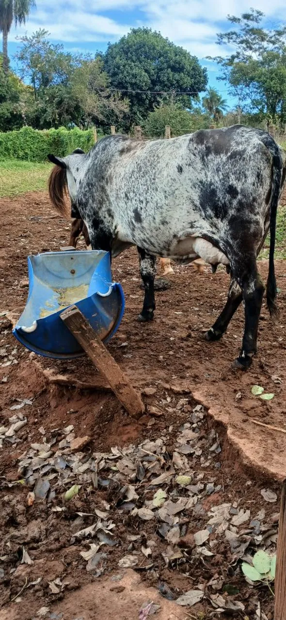 Vendo vacas leiteiras dando leite 8.9.litros.da.mais.
