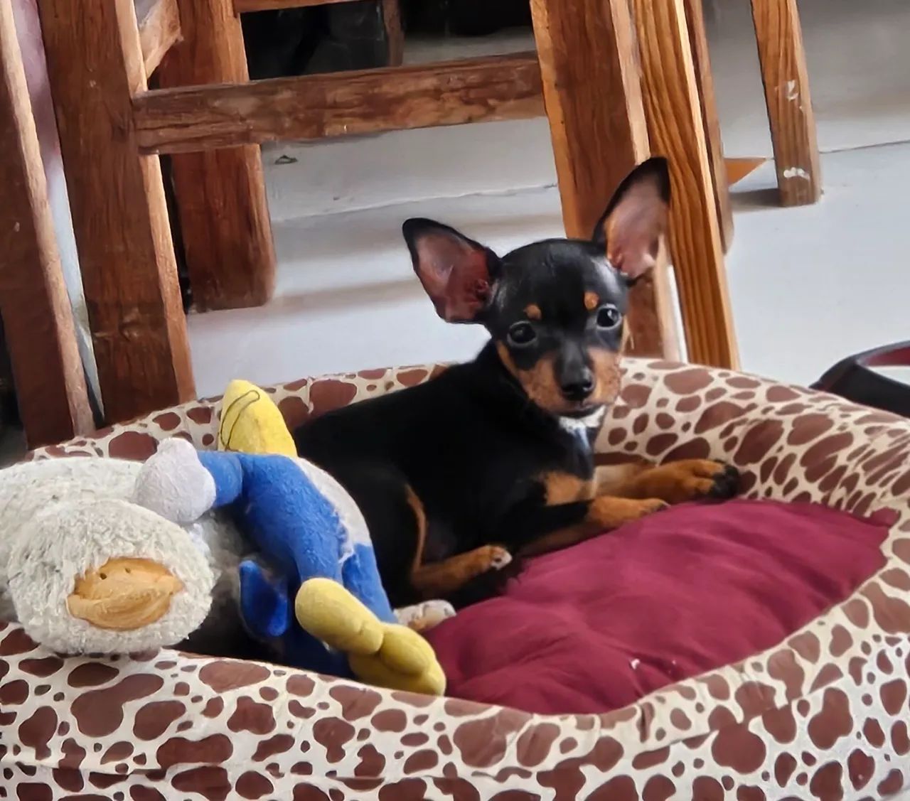 Filhote de Pinscher Pequenos - Foto 4