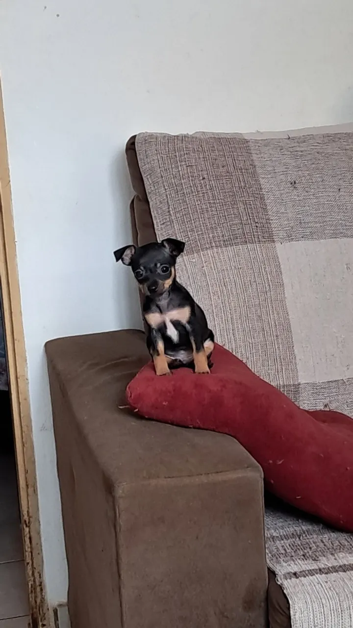Pinscher