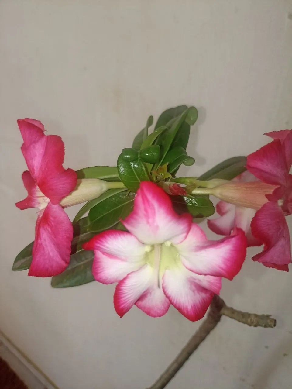 Planta - Foto 2