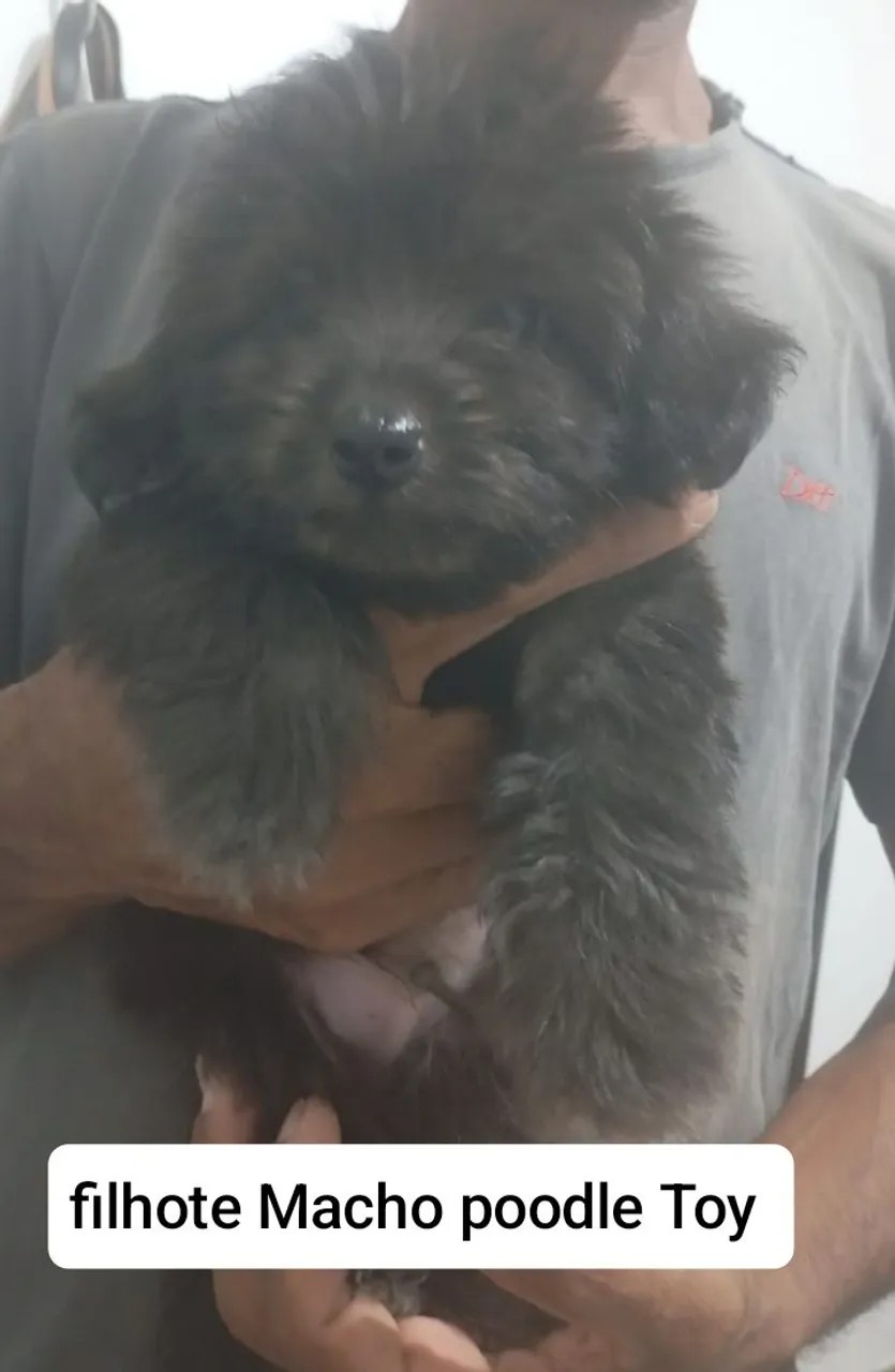 Filhote Macho Poodle Toy - Pelagem Negra