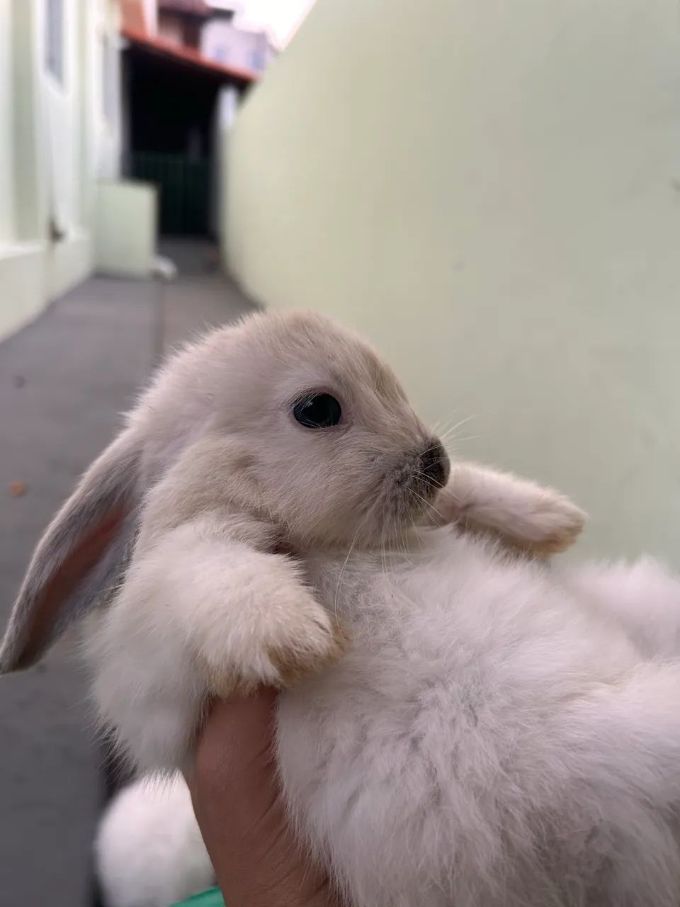 ? Coelhos Mini Lop (Orelha Caída Mini) ?