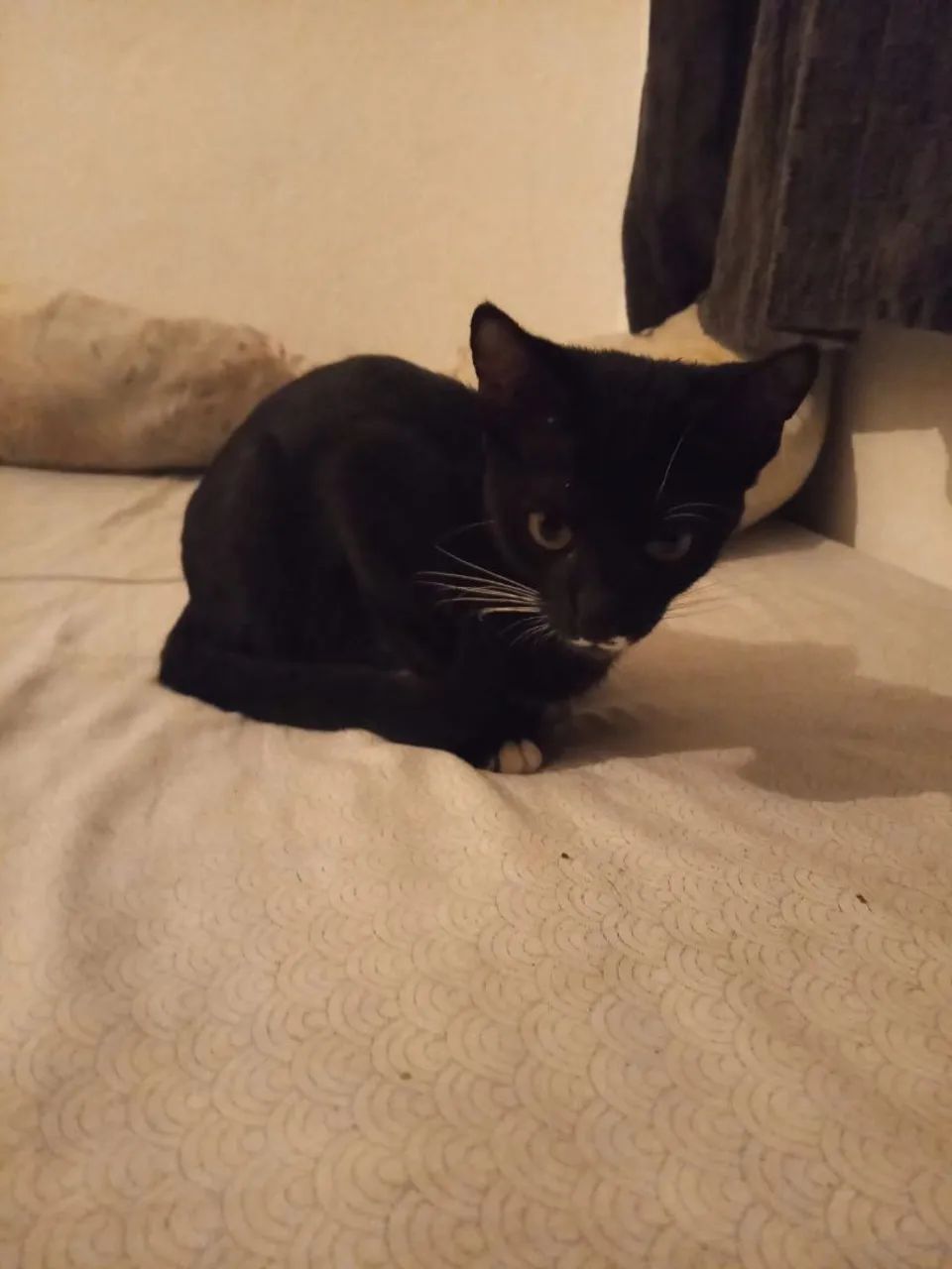 Gatinho para doação  - Foto 2