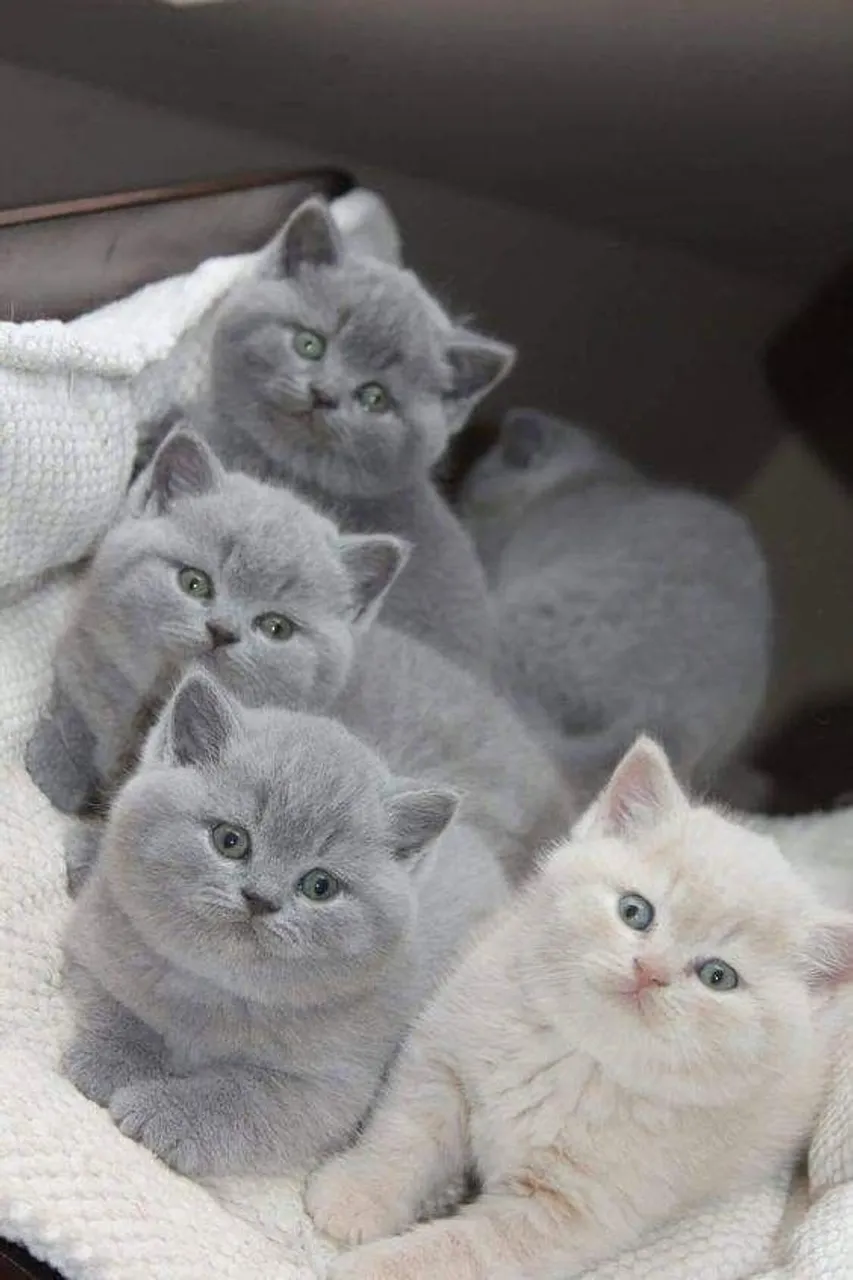 British Shorthair - Tranquilos, afetuosos e com um visual irresistível