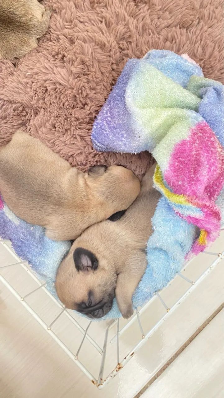 Cachorros de raça pug e buldogue francês com pedigree  - Foto 4