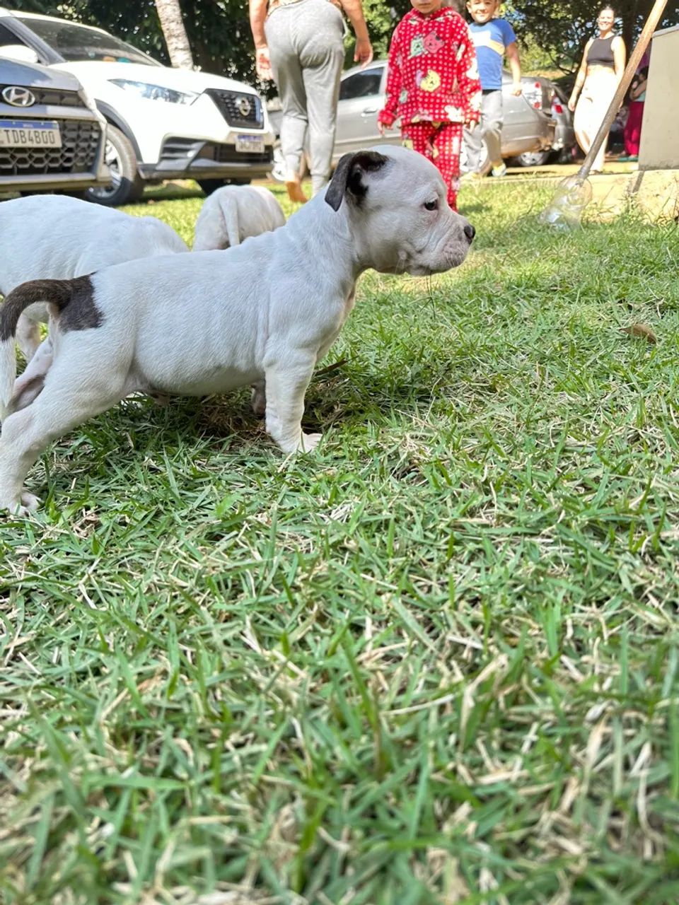 Urgente vendo American Bully 