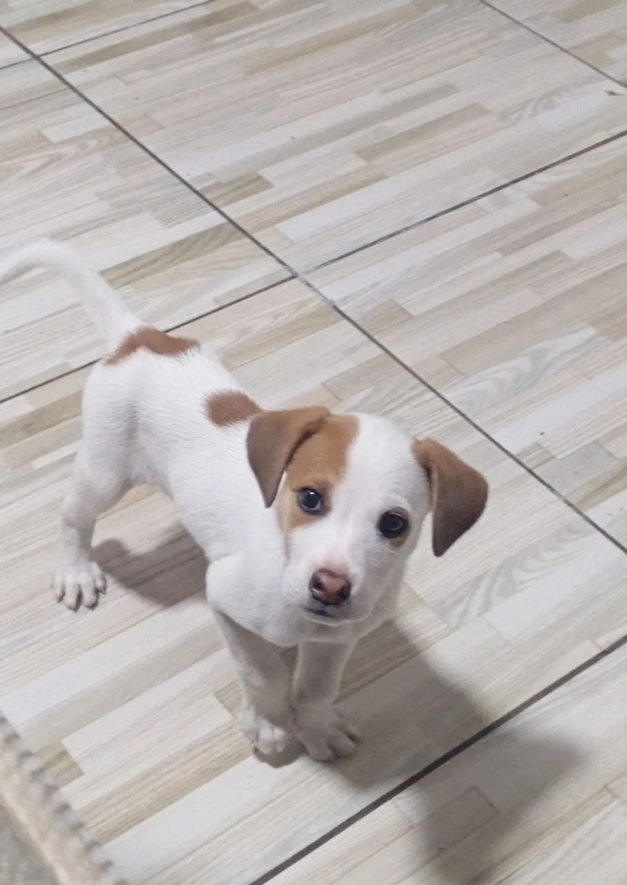 Filhote adorável de porte pequeno com pelagem bicolor