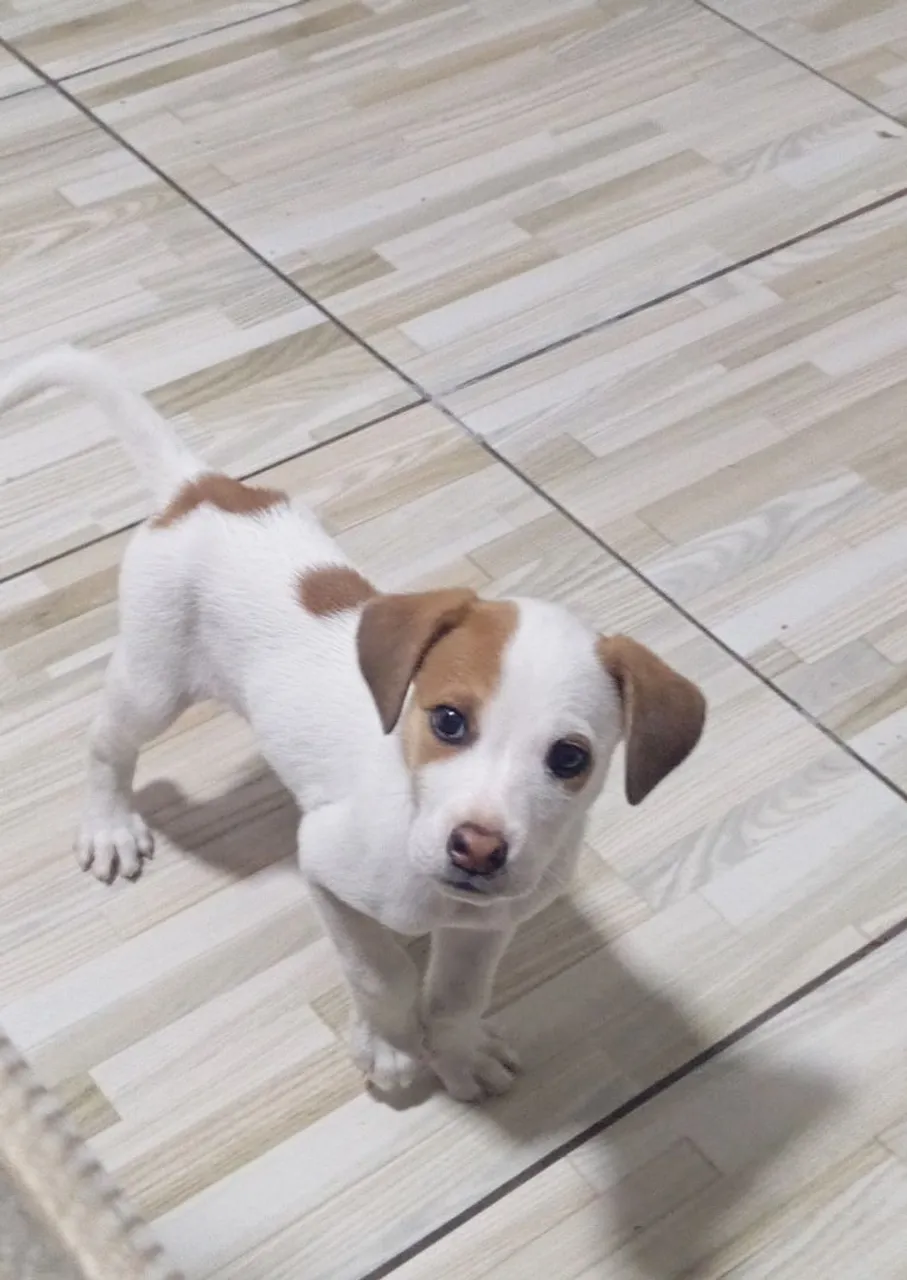 Filhote adorável de porte pequeno com pelagem bicolor